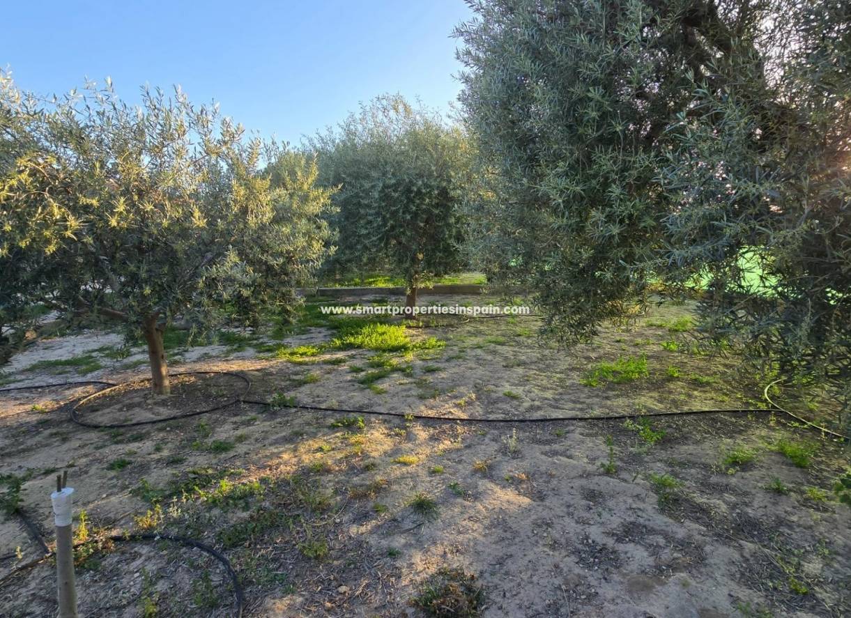 OLIVE TREES