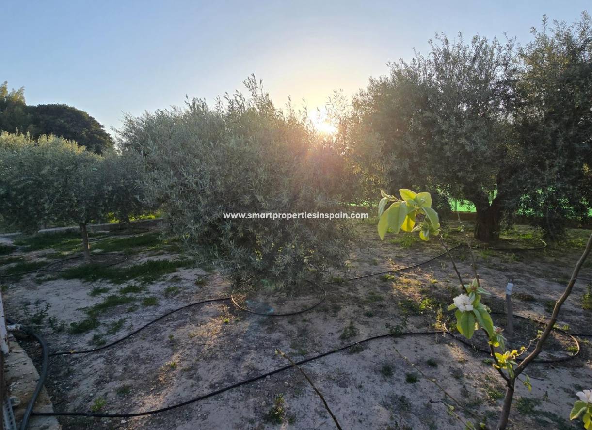 OLIVE TREES