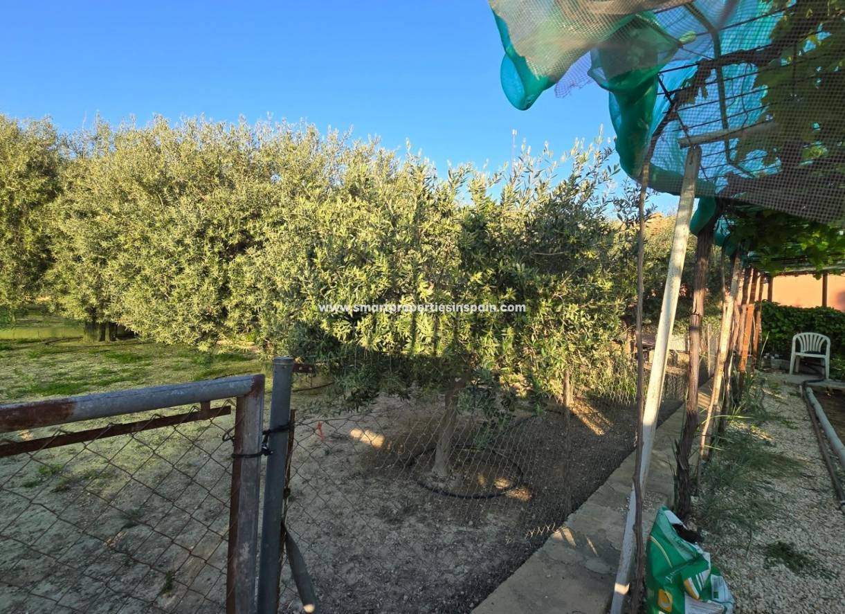 OLIVE TREES