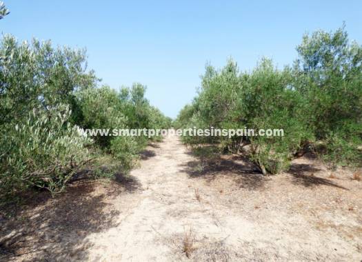 Plot - Wederverkoop - Dolores - SP3611