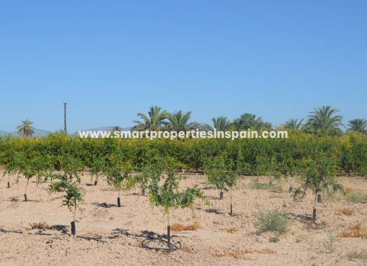 Plot - Wederverkoop - Elche - SP3156