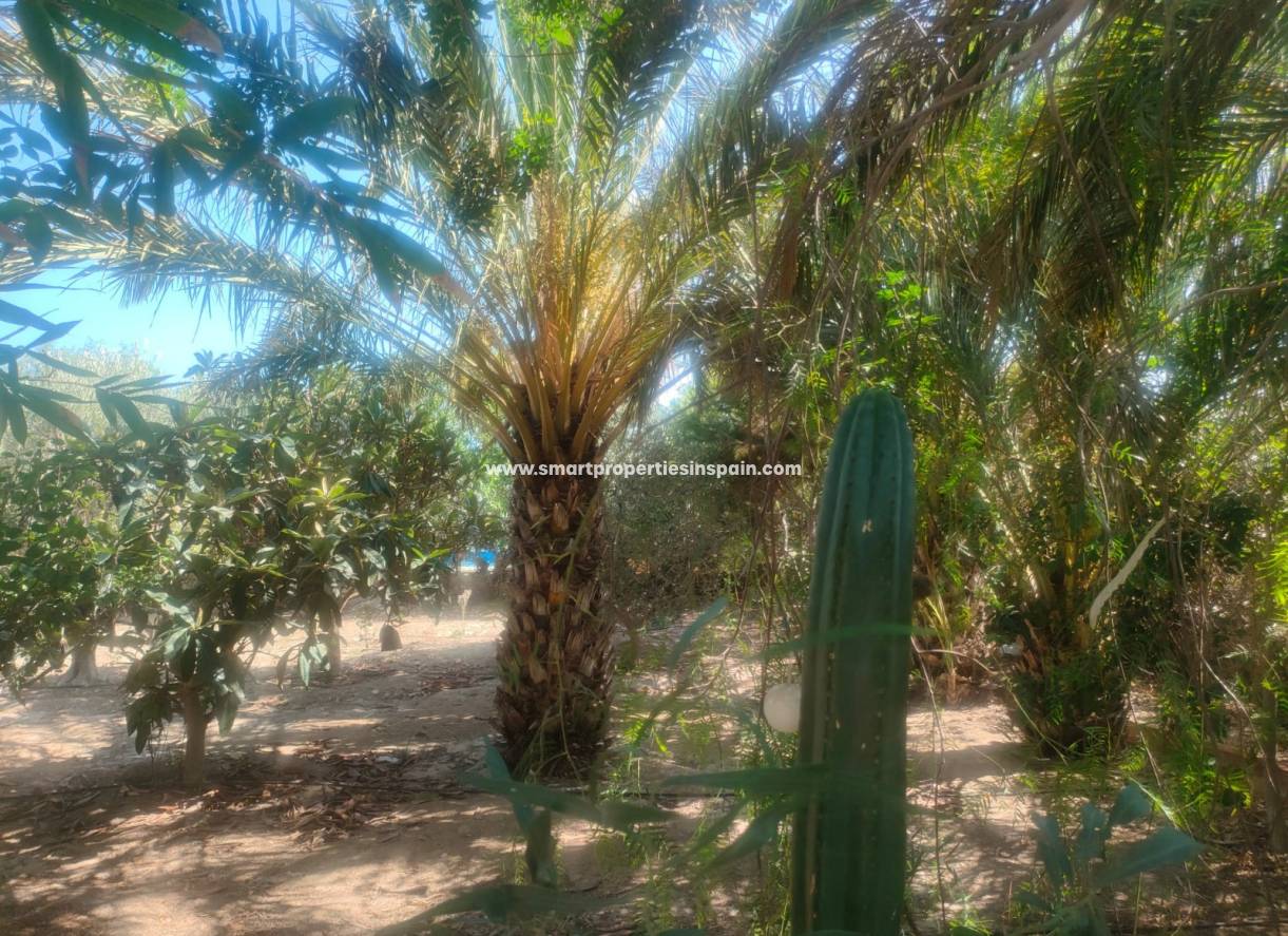Resale - Country House - Elche - La hoya