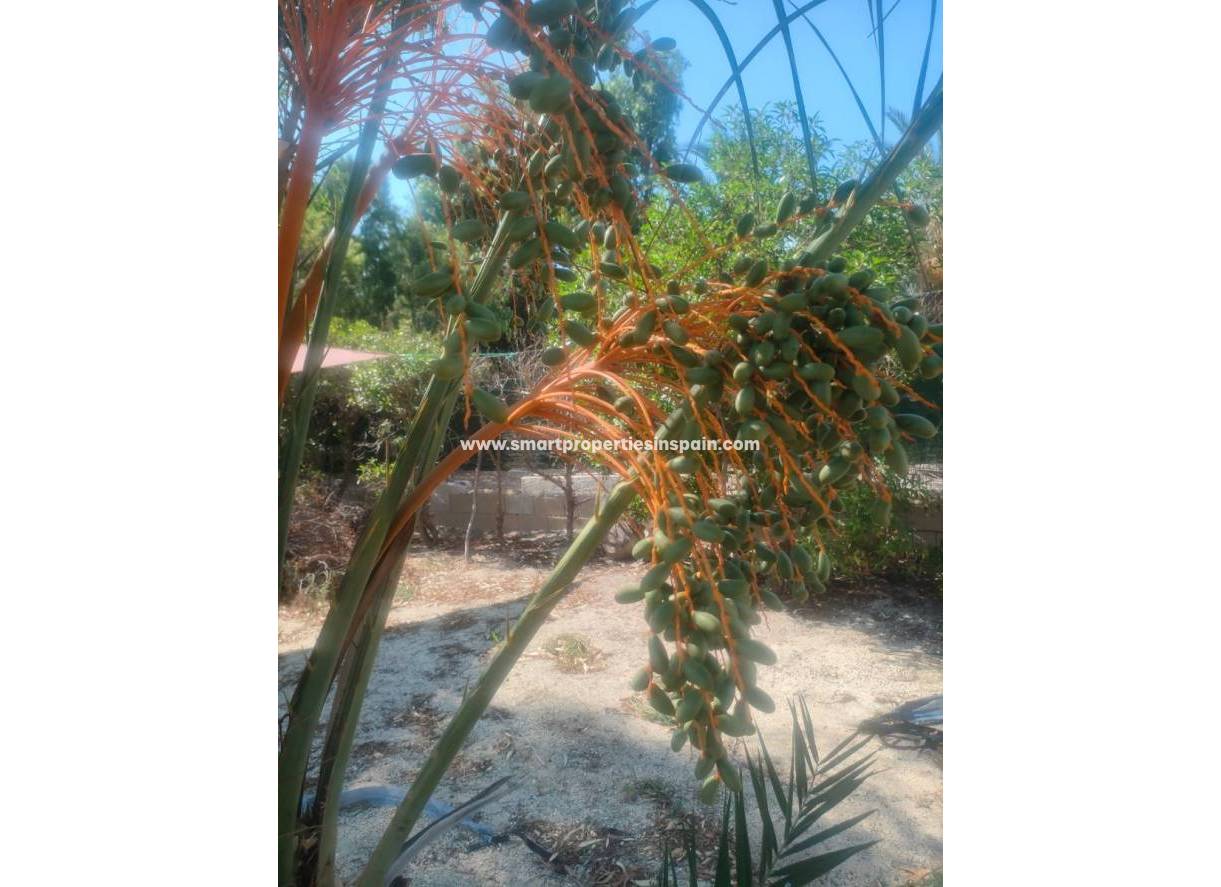 Resale - Country House - Elche - La hoya