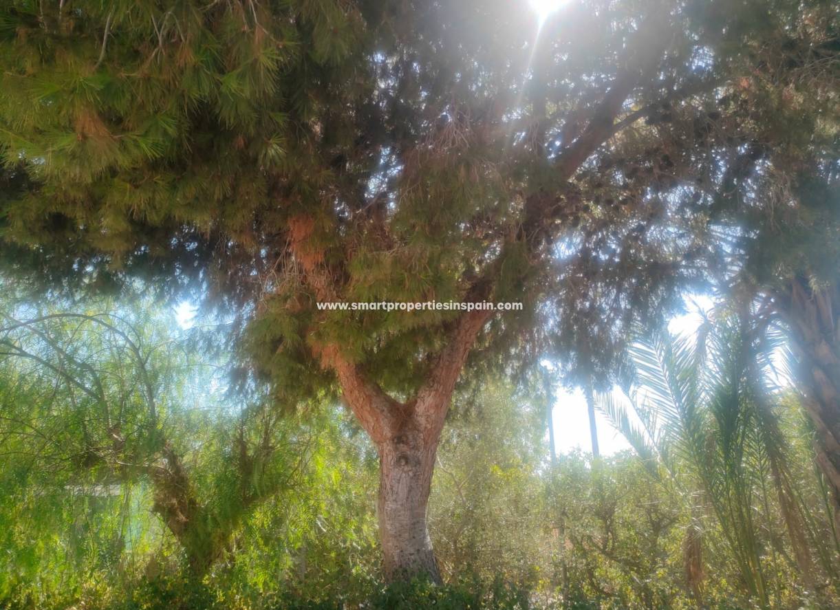 Resale - Country House - Elche - La hoya