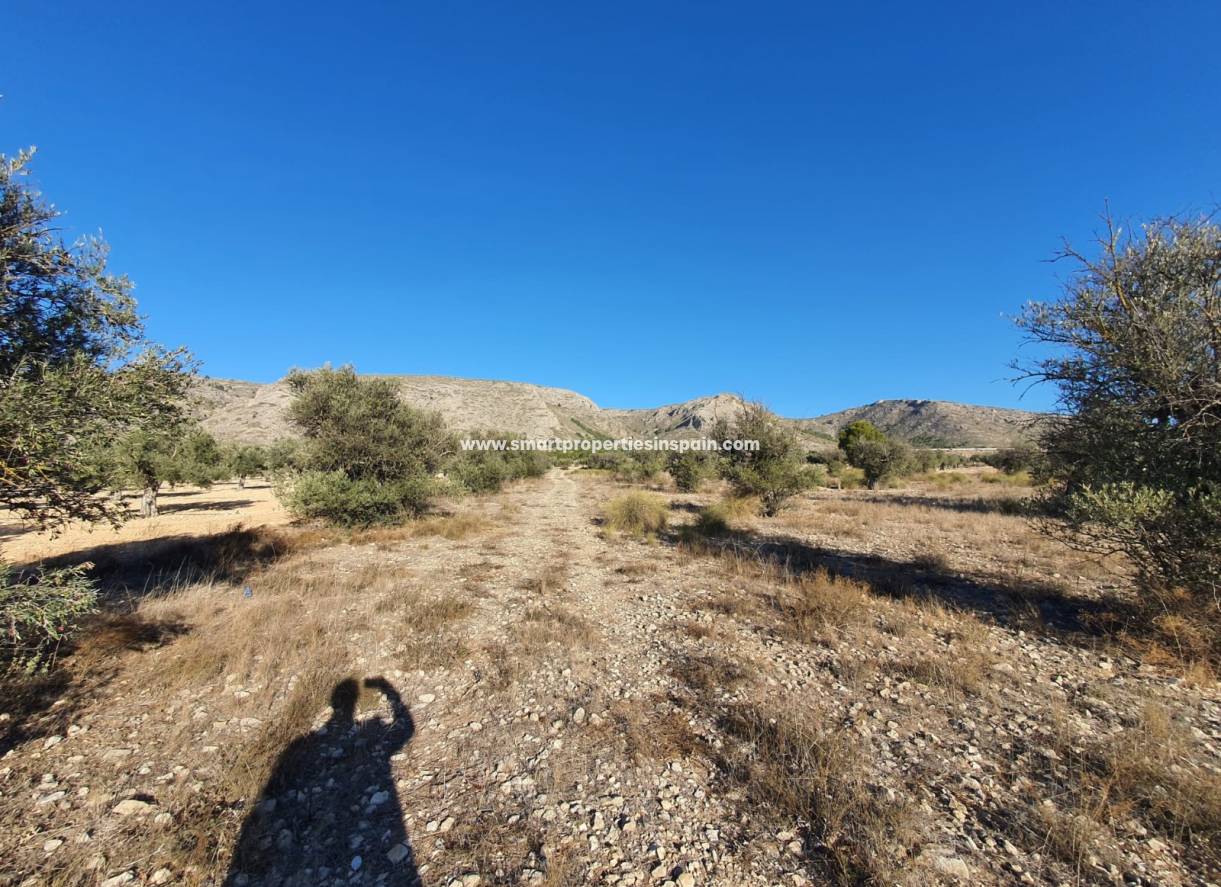 Reventa - Terreno - Villena