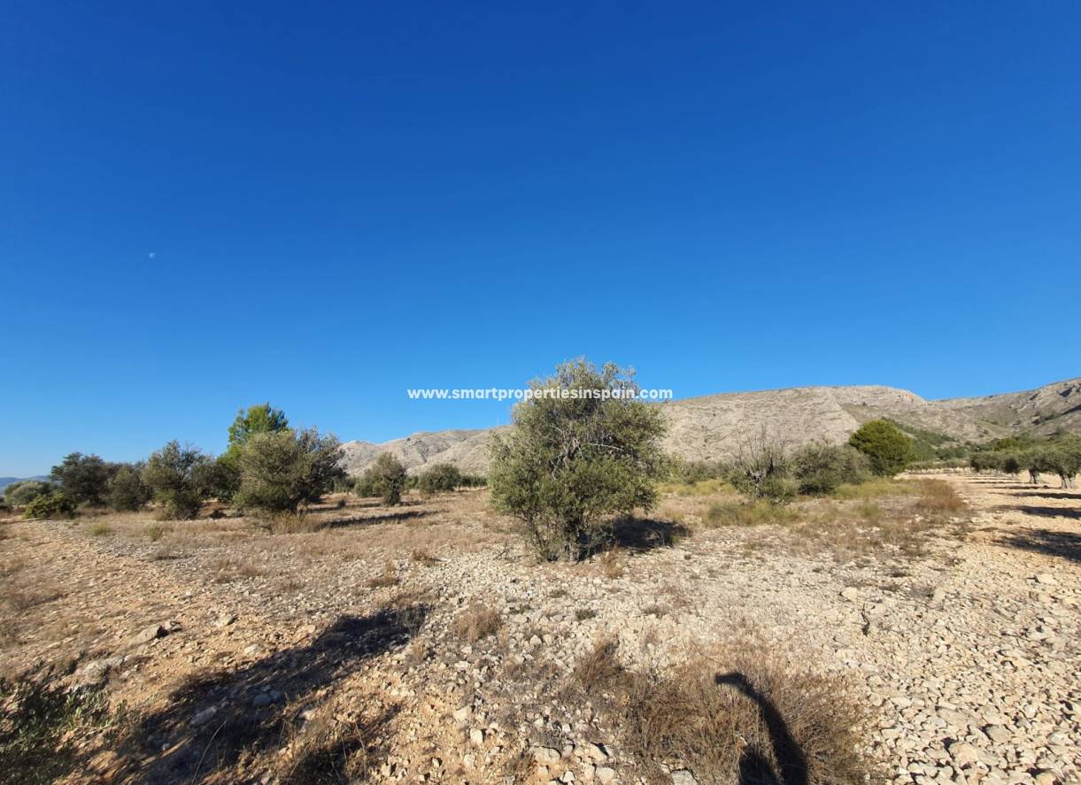 Reventa - Terreno - Villena