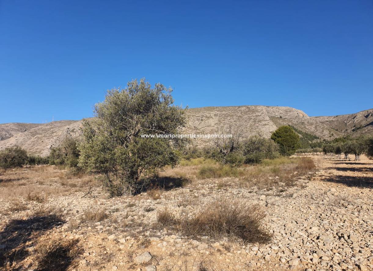 Reventa - Terreno - Villena