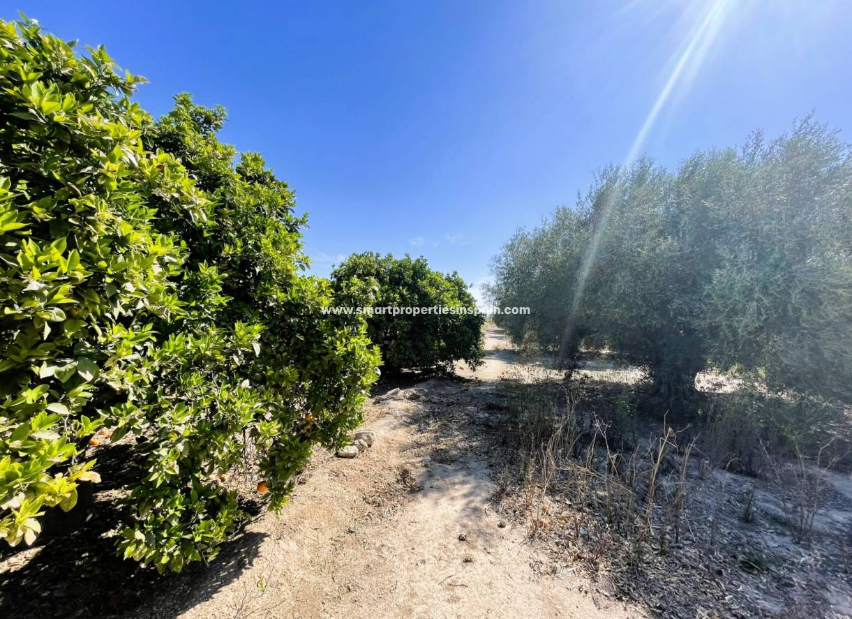 Revente - Maison de campagne - Elche - La hoya