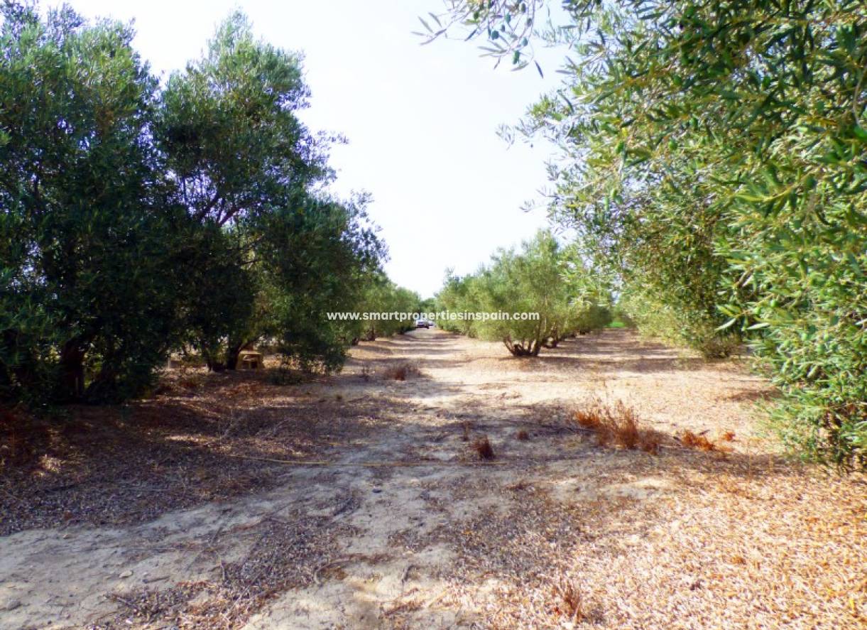 Revente - Terrain - Dolores - dolores