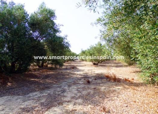 Revente - Terrain - Dolores - dolores