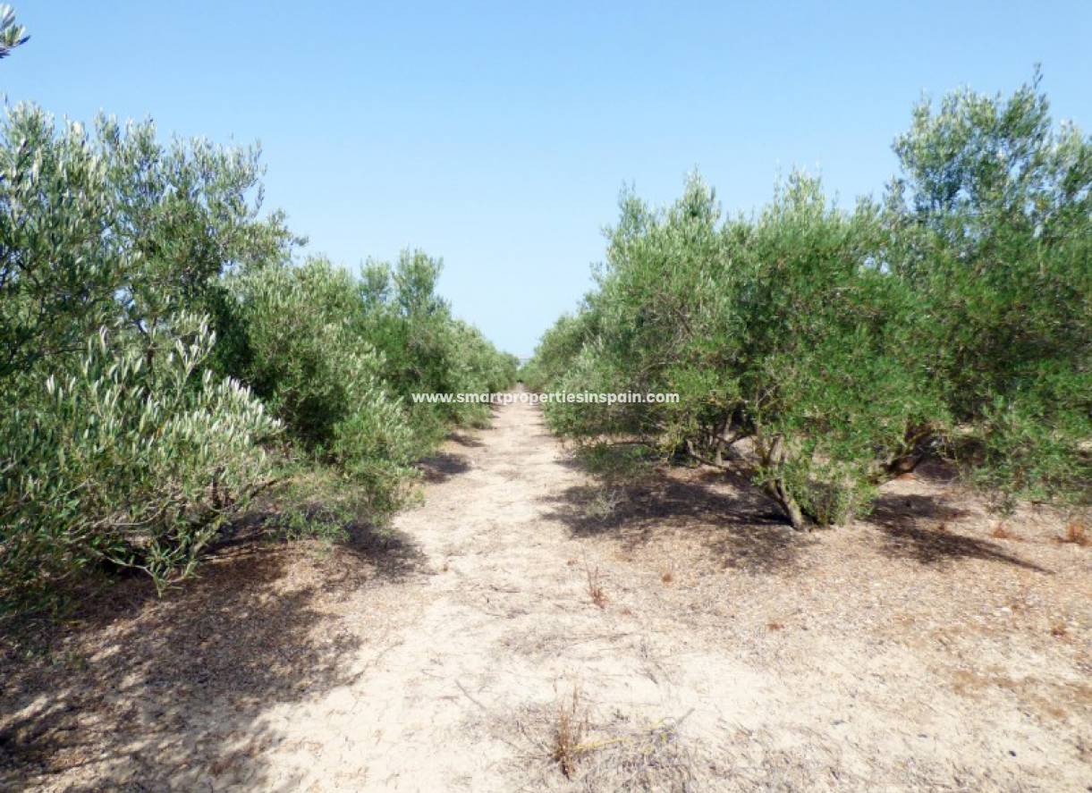 Revente - Terrain - Dolores - dolores