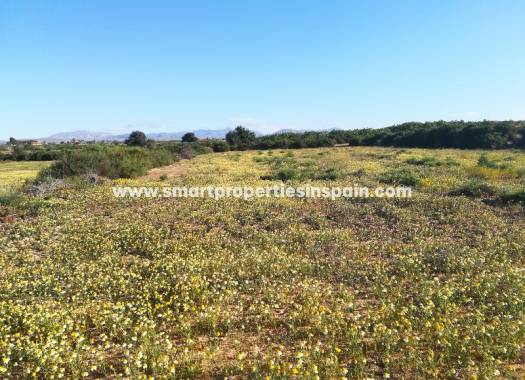 Terrain - Revente - Elche - SP3319