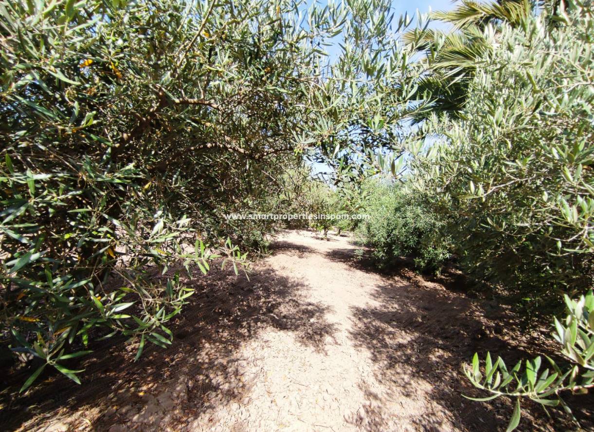 Wederverkoop - Country House - Elche
