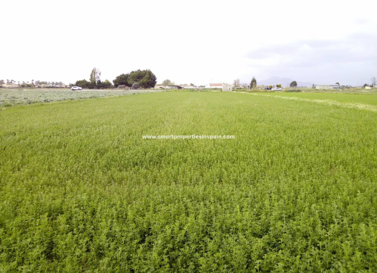 Wederverkoop - Plot - Dolores - dolores