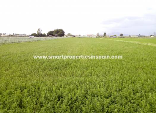 Wederverkoop - Plot - Dolores - dolores