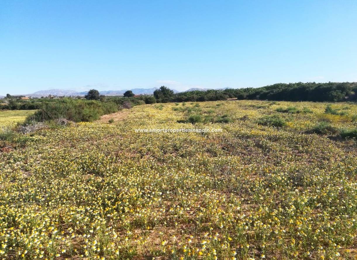 Wederverkoop - Plot - Elche - Valverde