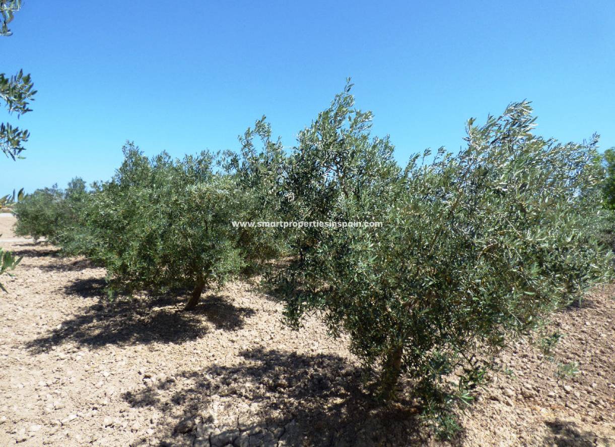 Wiederverkauf - Finca - Elche