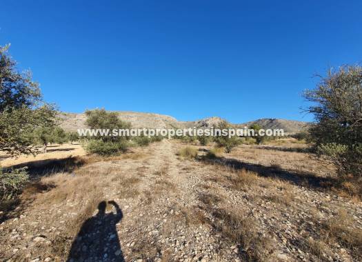 Reventa - Terreno - Villena